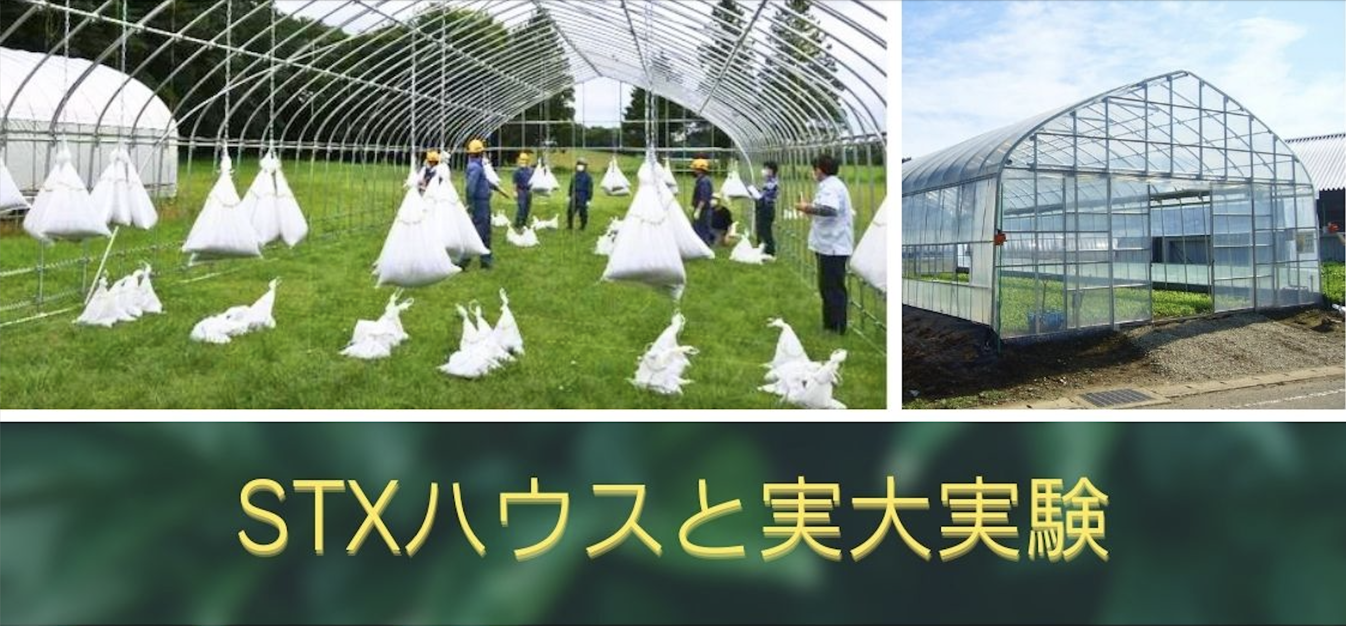 STXハウス”は風速50mに耐えうるパイプハウス！？”低コスト耐候性ハウス